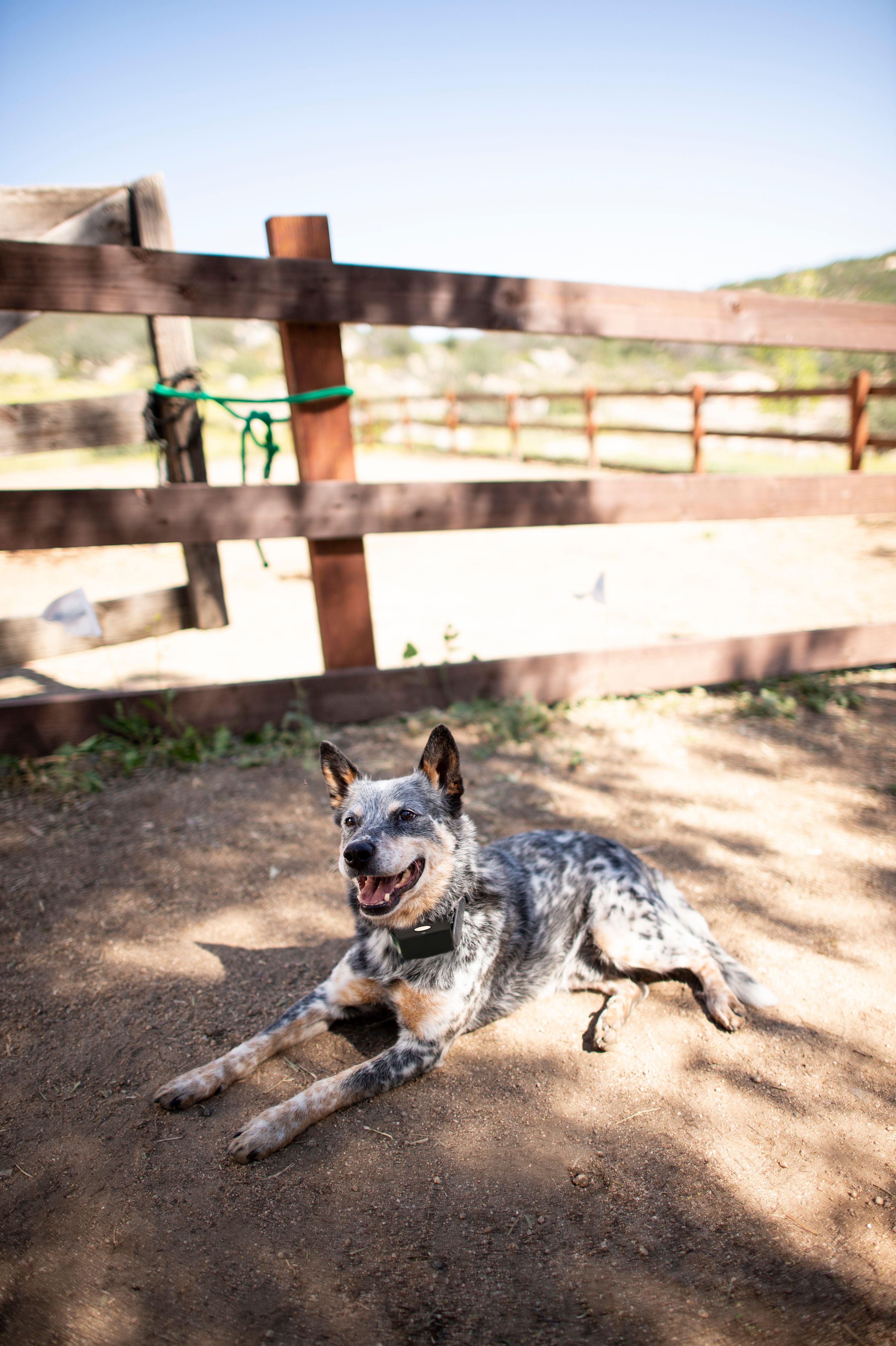 blue heeler lays near farmland fence wearing invisible fence collar