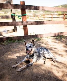 blue heeler lays near farmland fence wearing invisible fence collar