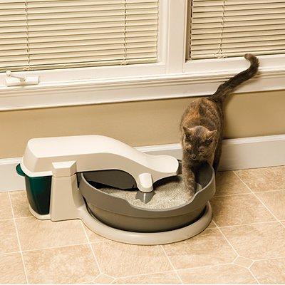 cat and litter box
