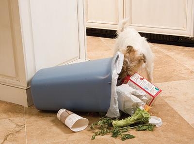 dog in kitchen trash