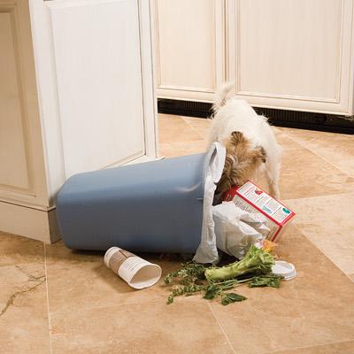 renting with pets