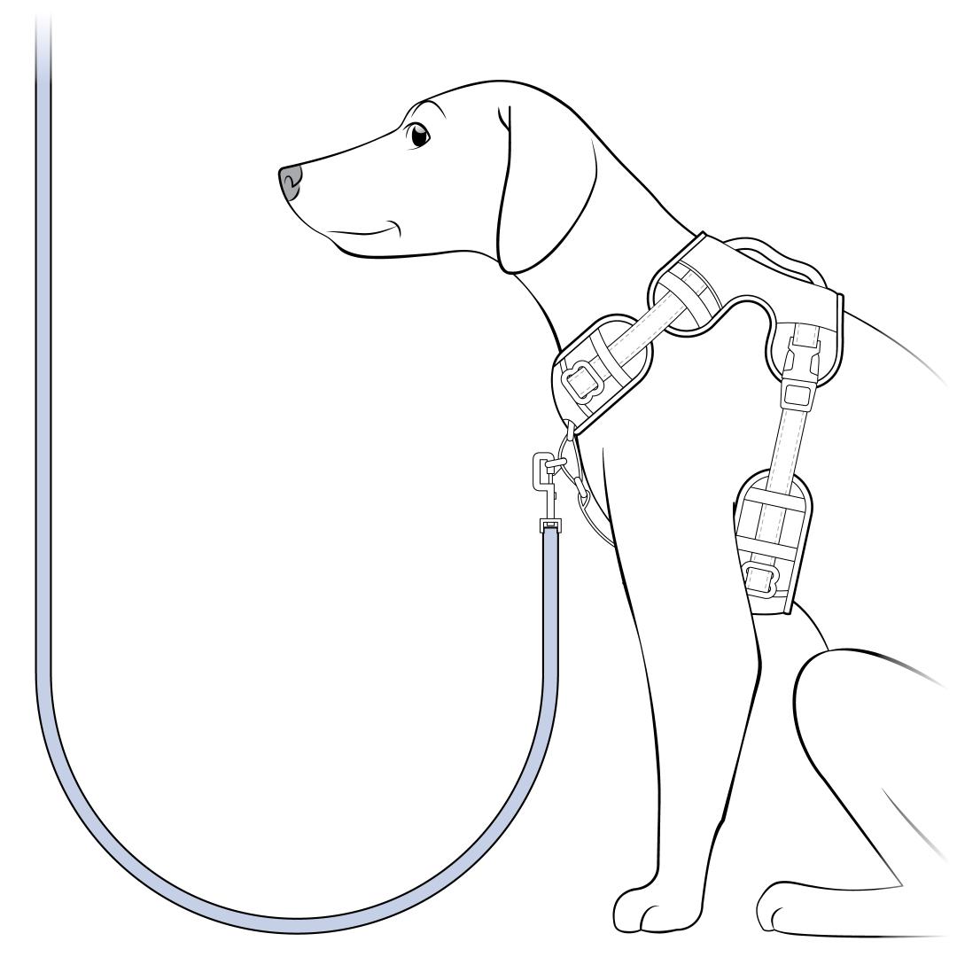 Loose Leash