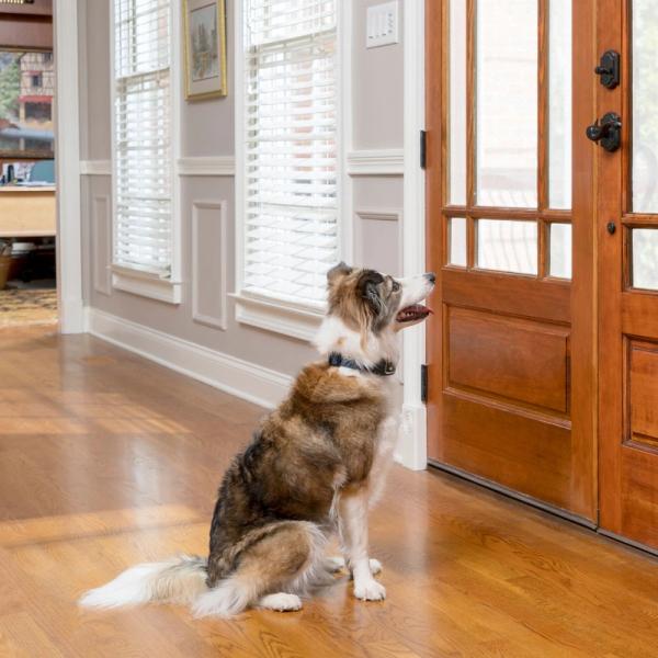 dog at front door