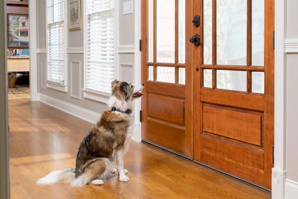 dog at front door