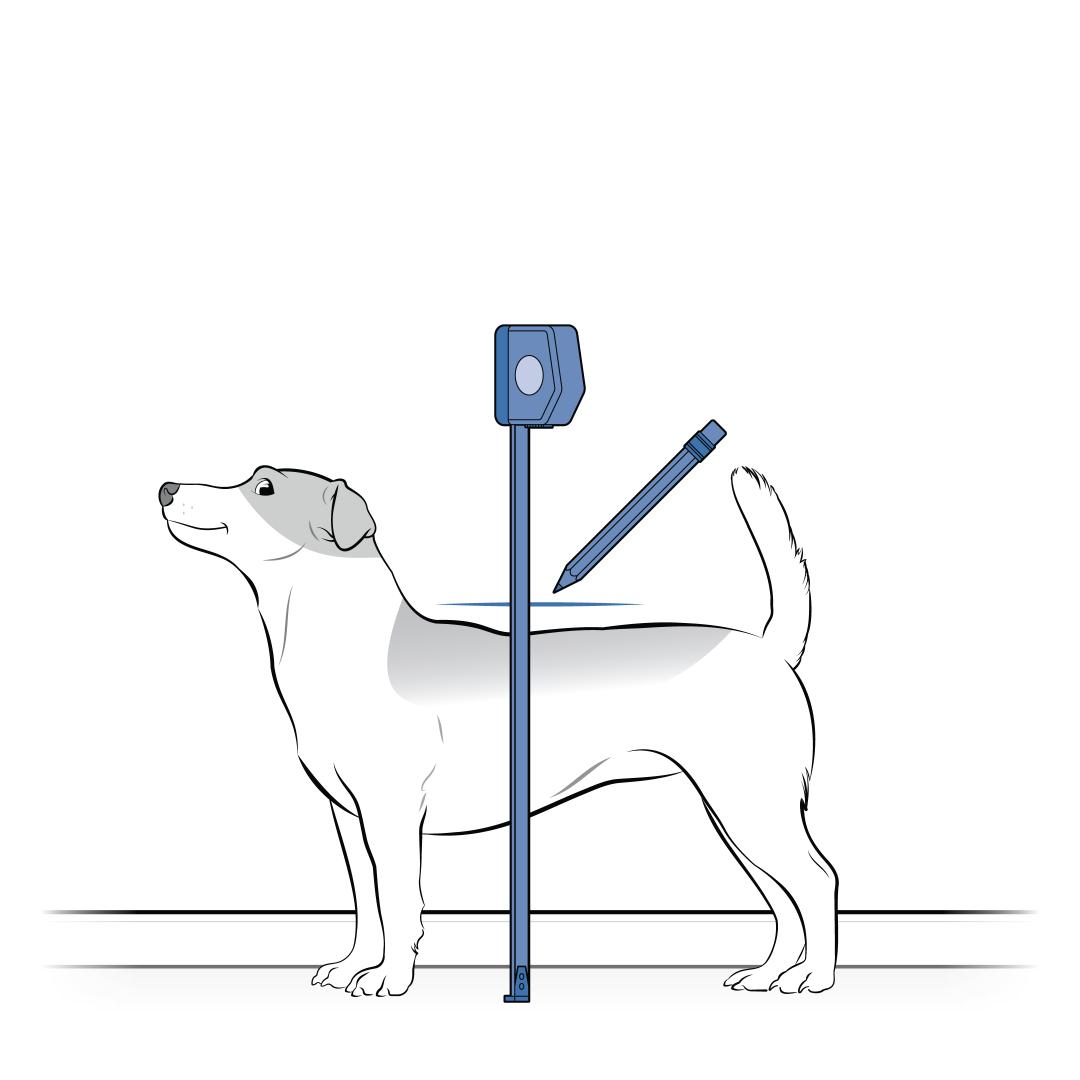 Mark Dog Height On Wall