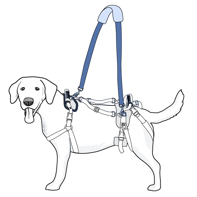 medium-large-care-lift-support-harness-strap-illustration
