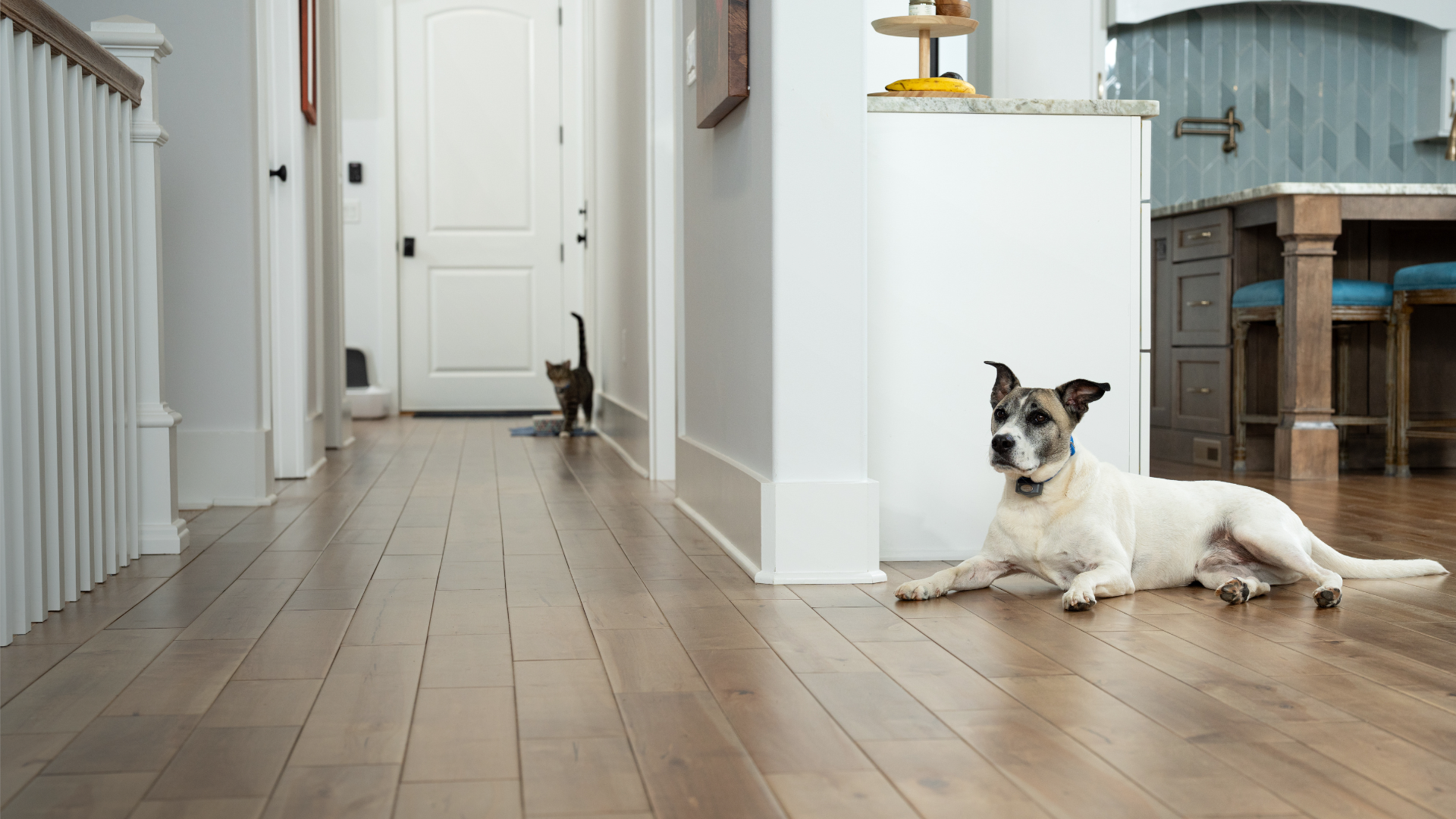 Cat and dog on kitchen floor with invisible fence brand collar on