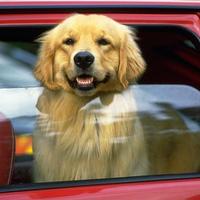 Golden Retriever with head sticking out of car window