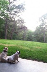 Finn and Buckley look out over their new yard