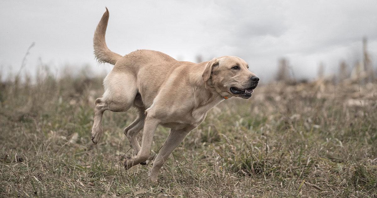 Yellow lab running through a grassy field