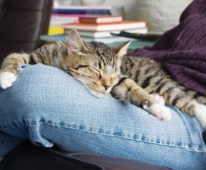 cat in lap