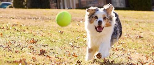 Dog chasing tennis ball in yard