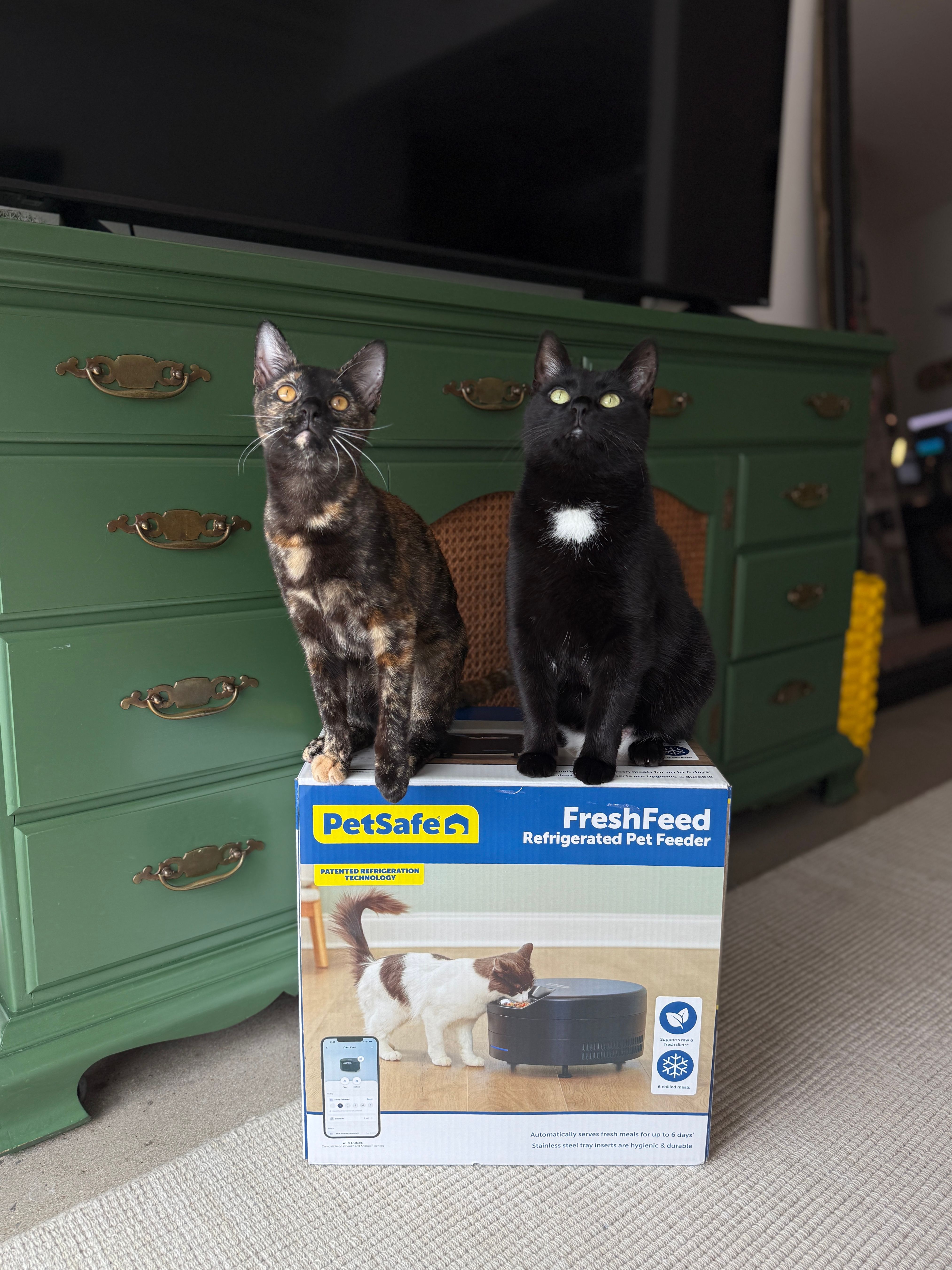 Two cats standing on FreshFeed box