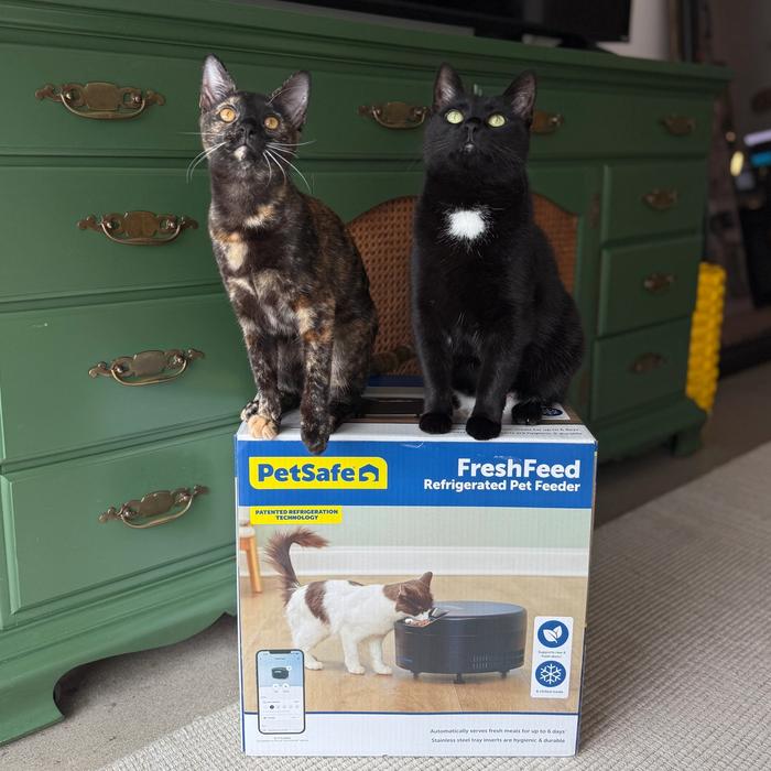 Two cats standing on FreshFeed box