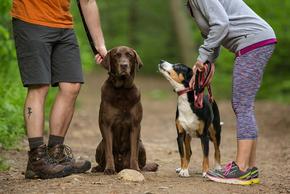 How to Use the Kurgo Quantum Dog Leash