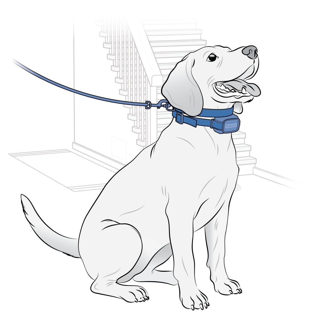 Attach Collar And Leash