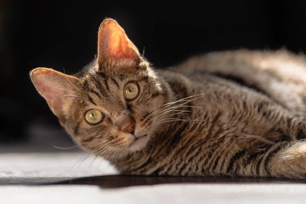 Cat laying on his side looking into camera