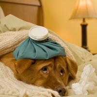 Sick dog