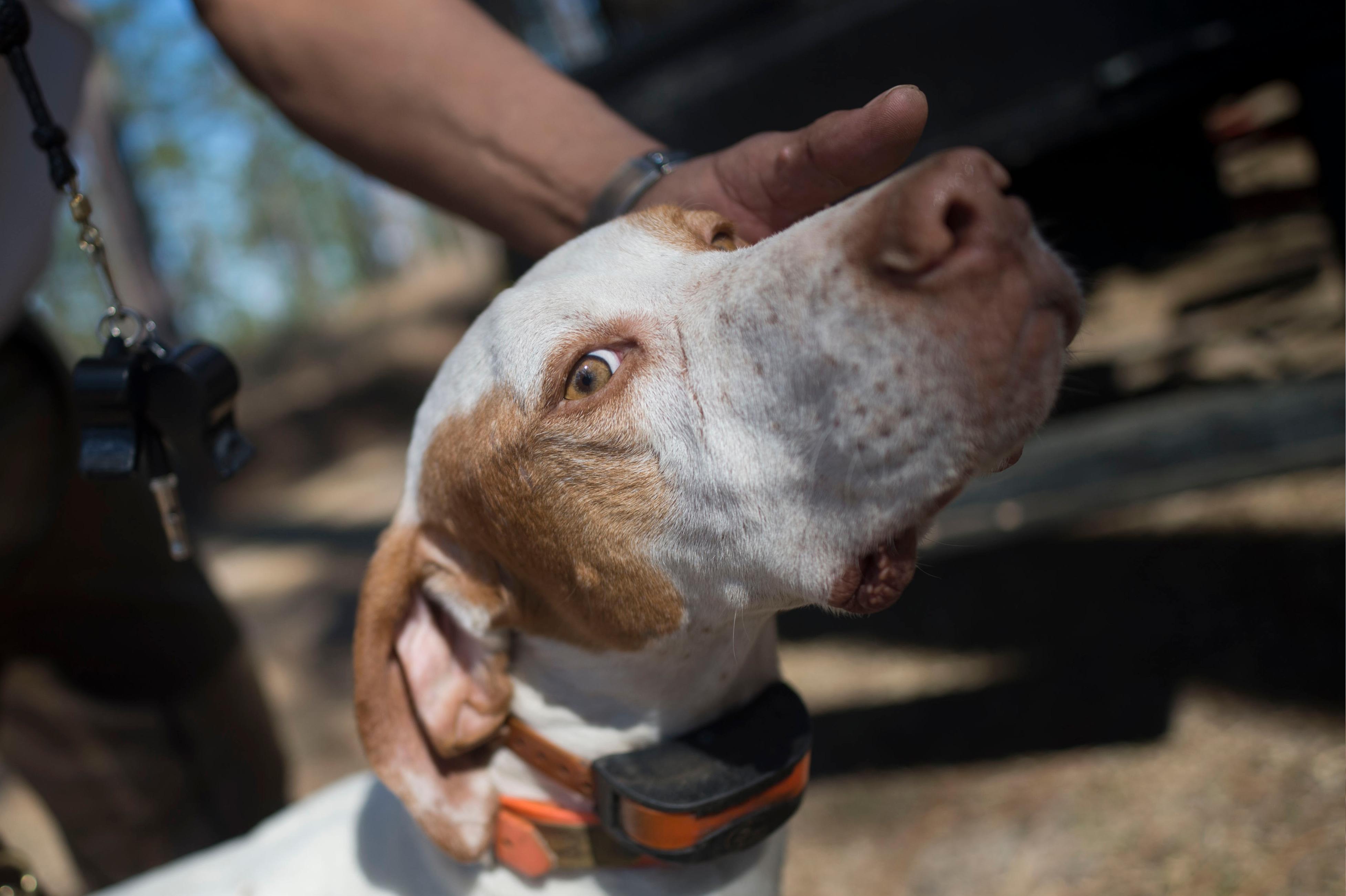 First Aid for Your Hunting Dog