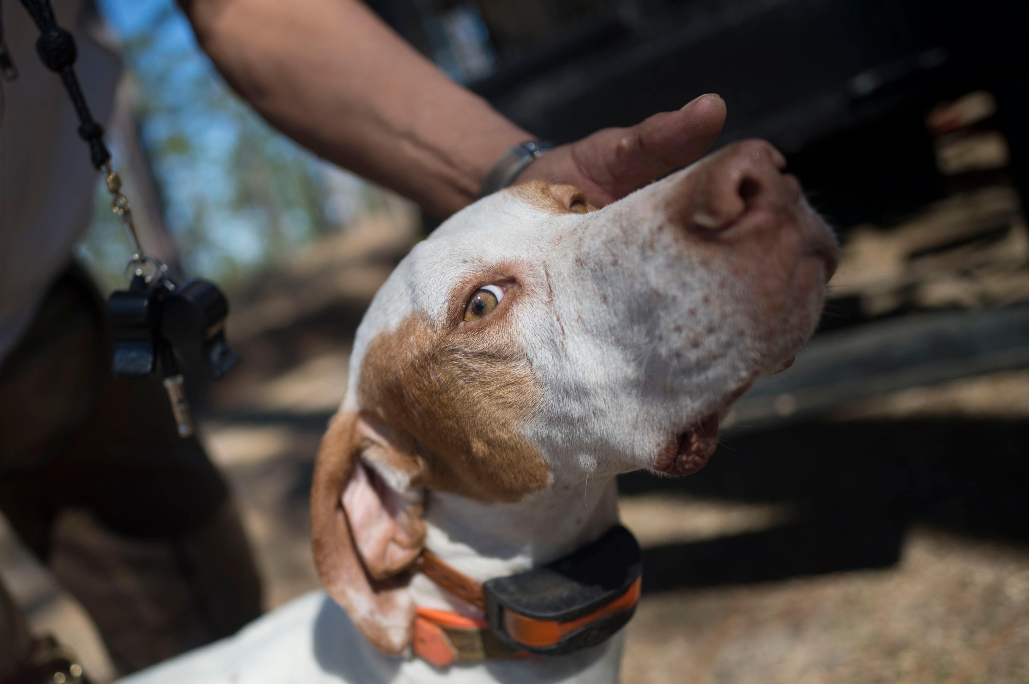 Hunting Dogs Eyecare