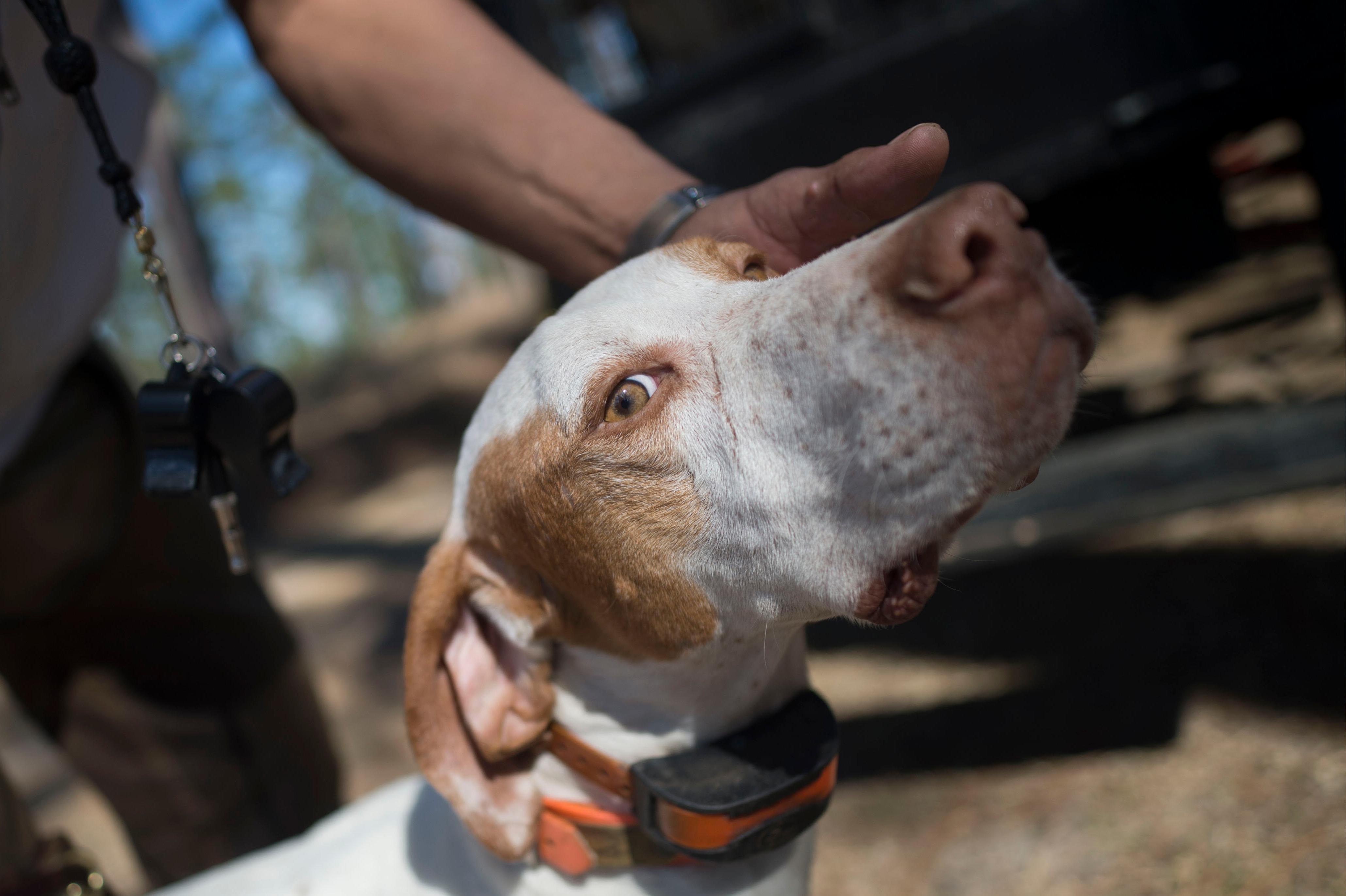 English Pointer being handled by person