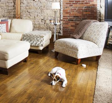 dog sitting politely next to a chair with Invisible Fence® Shields® transmitter