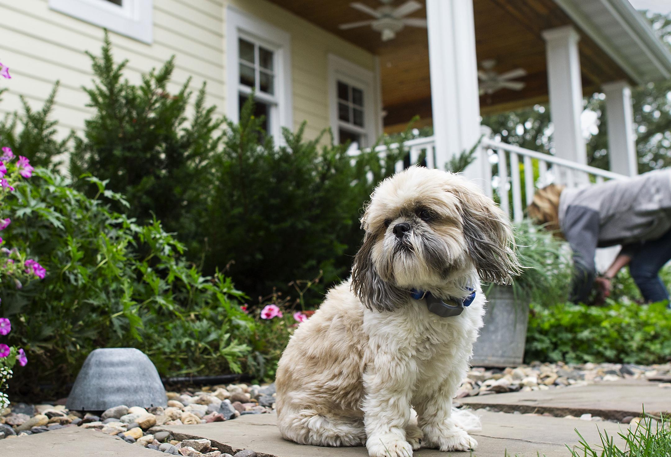 The Official Website for Invisible Fence - The Invisible Fence® Brand