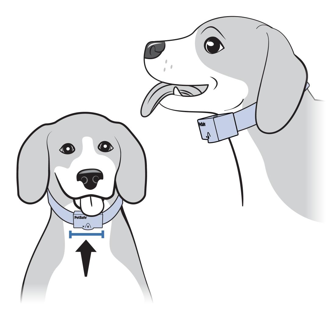 front and side view of dog