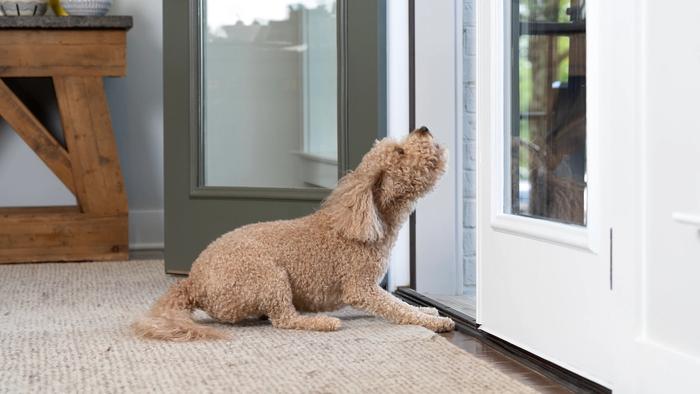 Tan poodle howling at the door