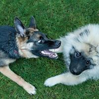 dogs playing