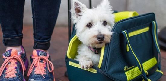 What to Know Before Flying with Your Dog