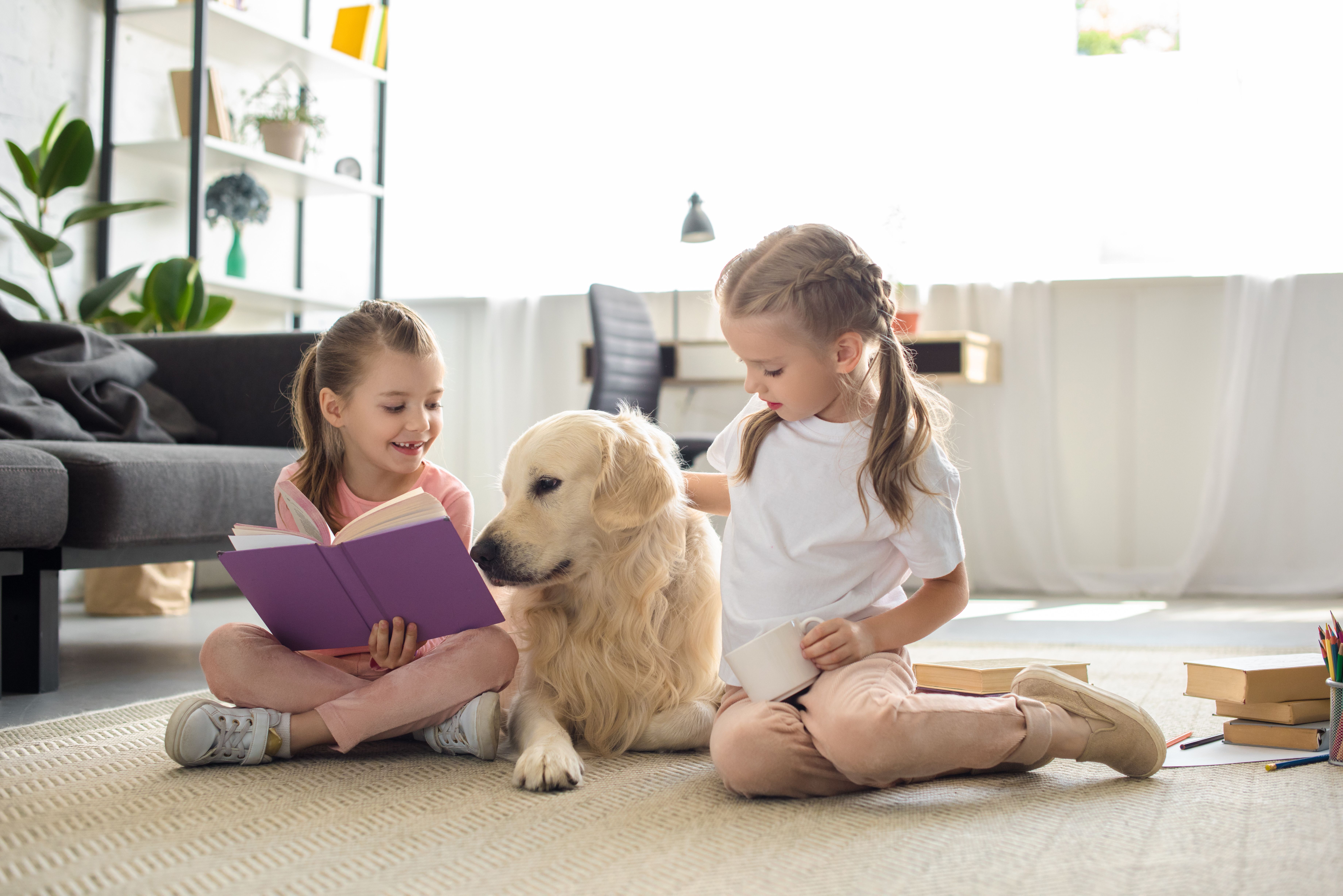 dog staying off furniture with Invisible Fence® Shields® system installed