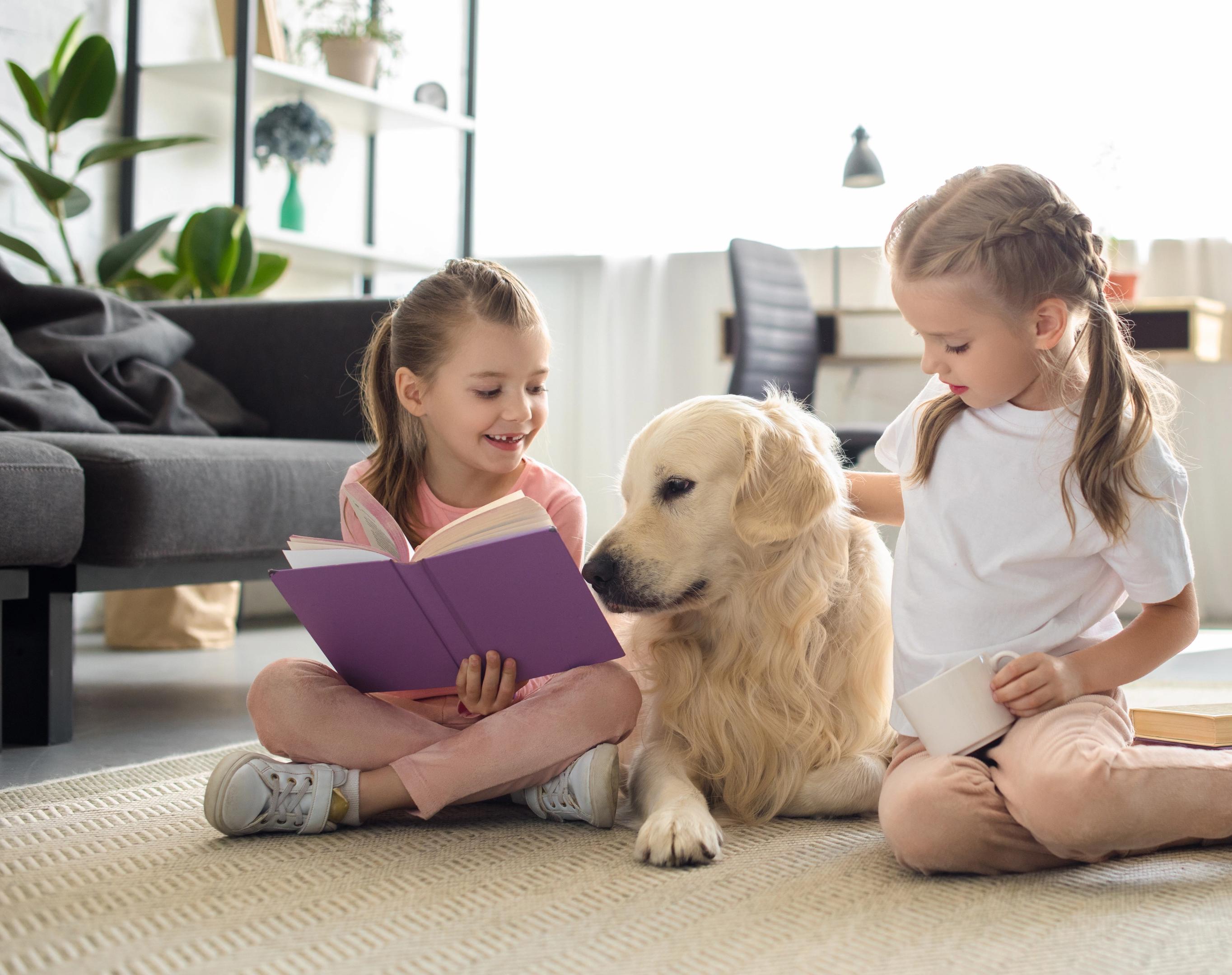 dog staying off furniture with Invisible Fence® Shields® system installed