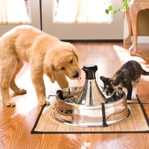 Play between Dogs and Cats: Keeping Them Safe