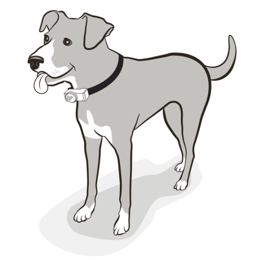 Place Collar Around Neck