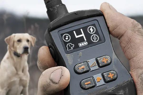 Hand holding beat up SportTrainer remote and yellow lab in the background