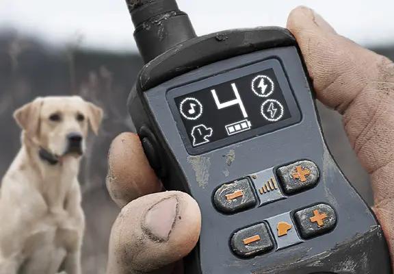 Hand holding beat up SportTrainer remote and yellow lab in the background
