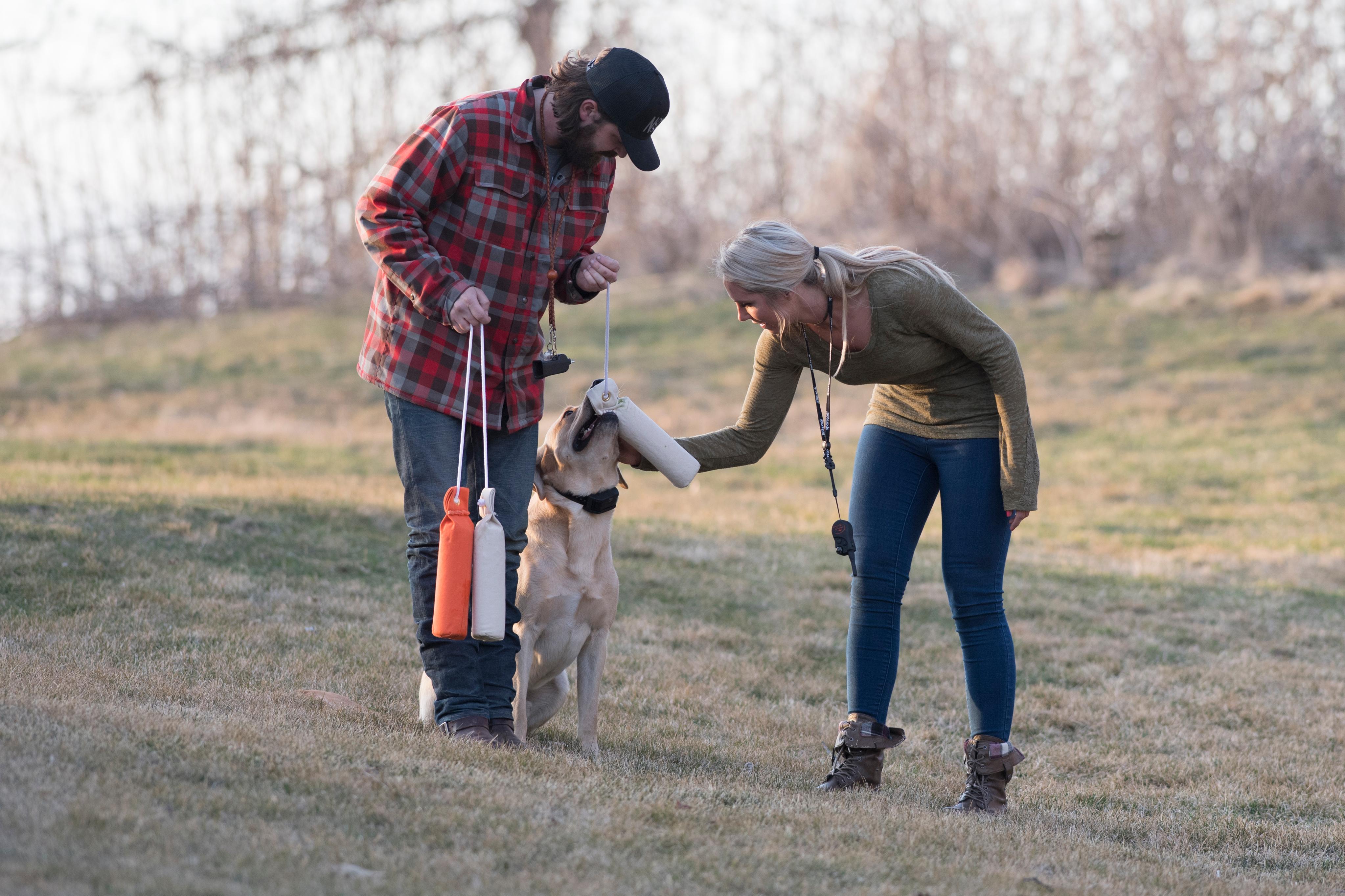Man and woman petting and rewarding yellow lab for retrieving dummy