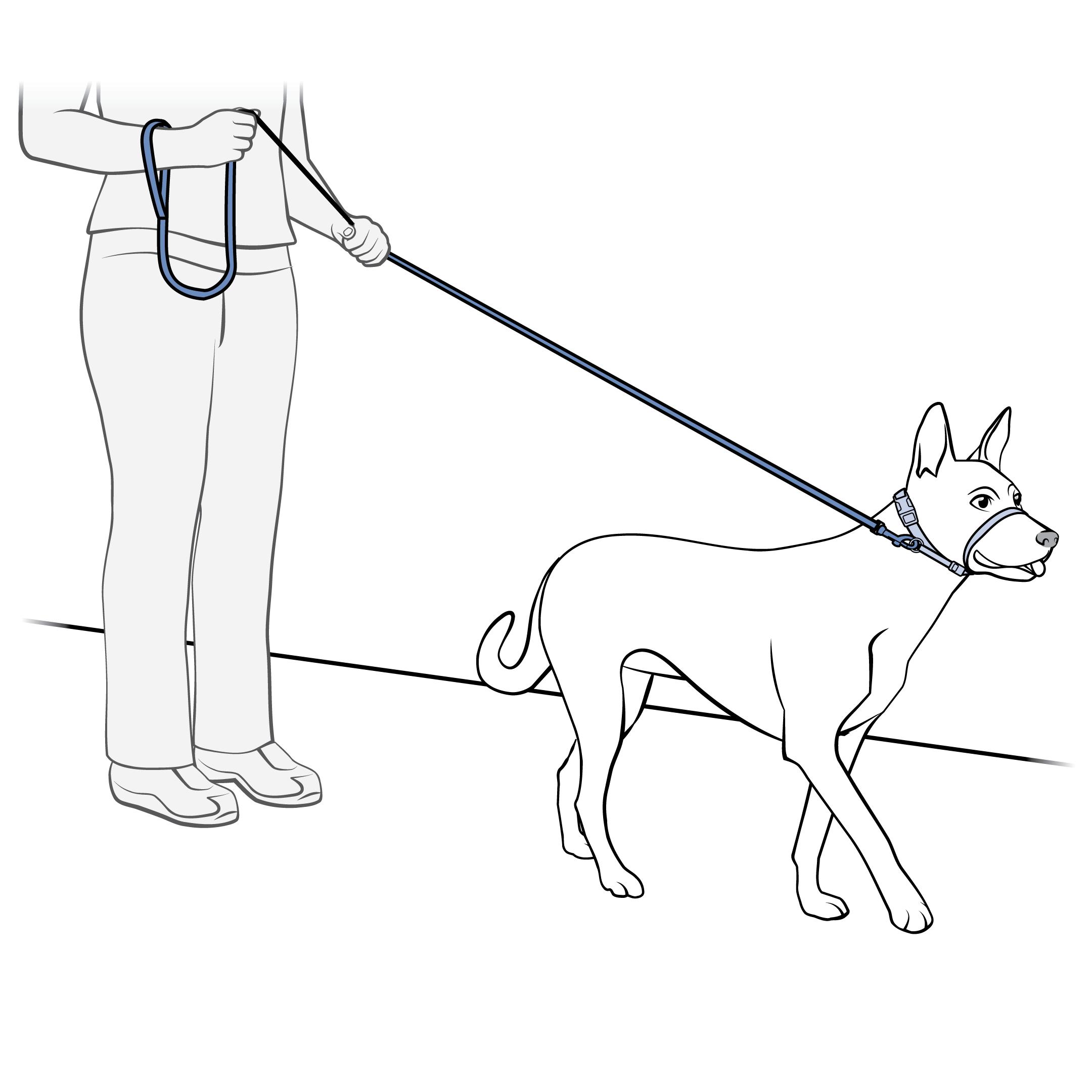 Training Dog Not To Pull On Leash Buy Leash Pulling Training Deals