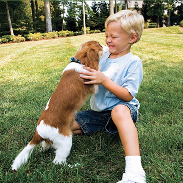 How to Start Training Your Puppy PetSafe®