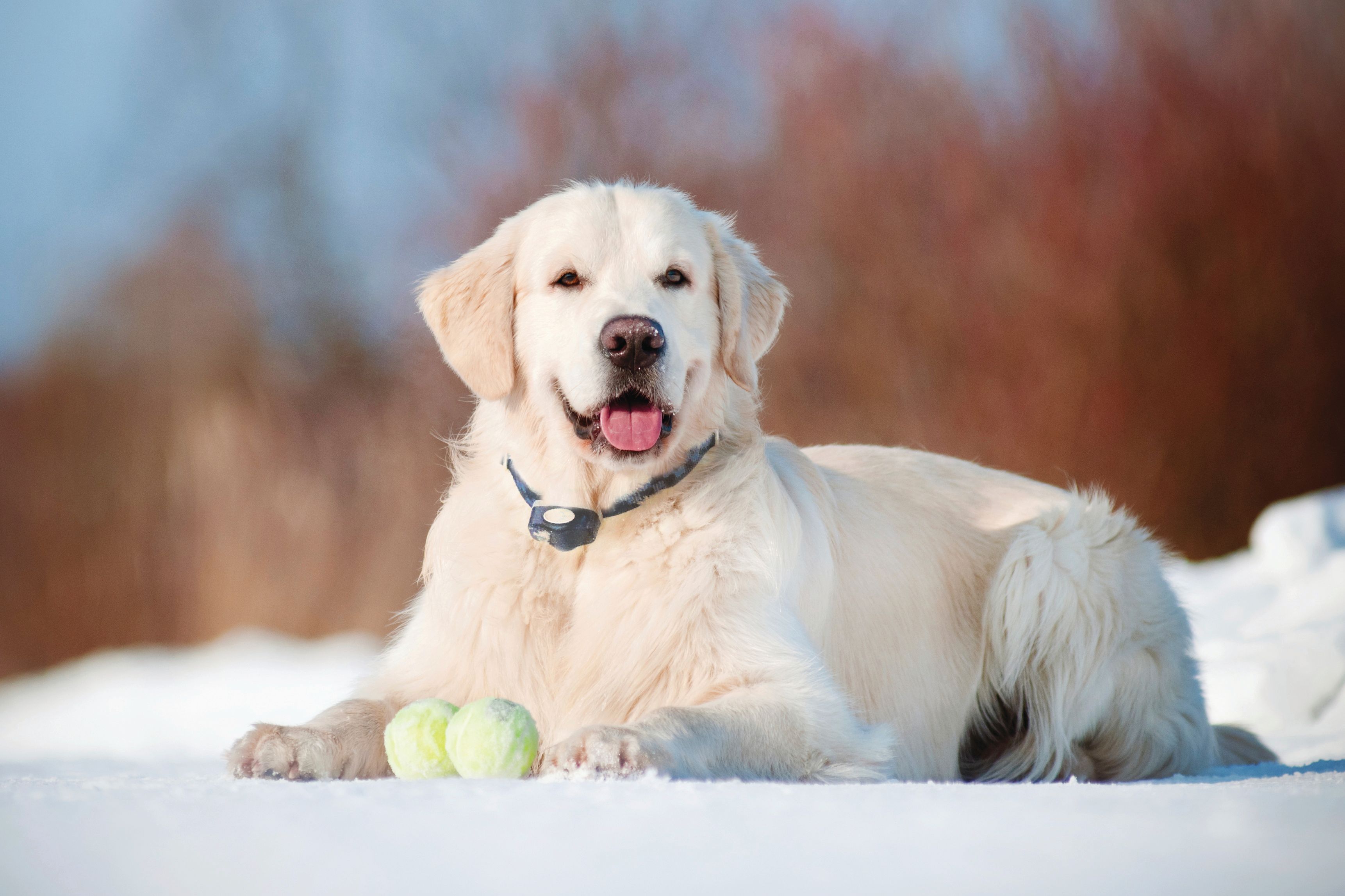 yellow lab in the snow with a tennis ball
