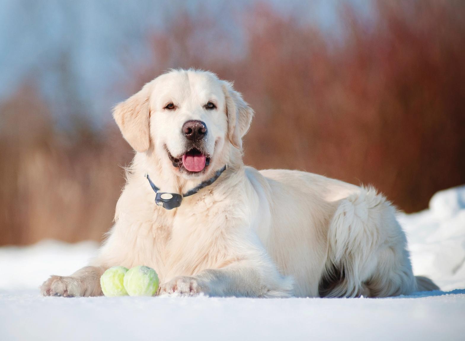 yellow lab in the snow with a tennis ball