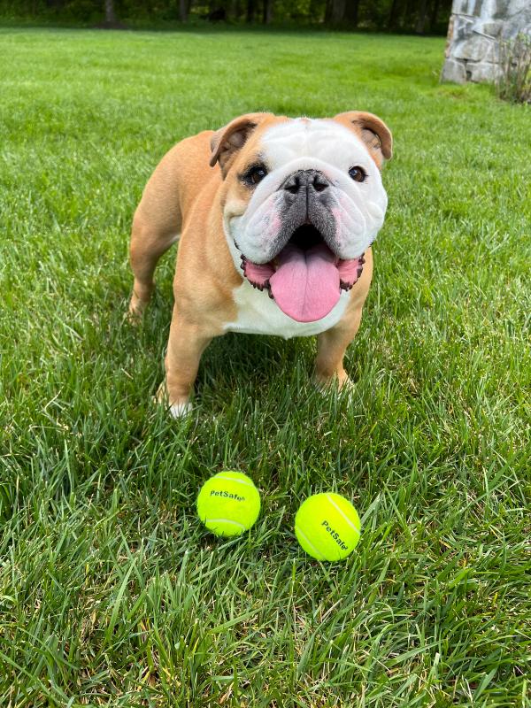Brown and white bulldog sitting in the grass looking at the camera with two PetSafe Tennis Balls sitting in front of him.