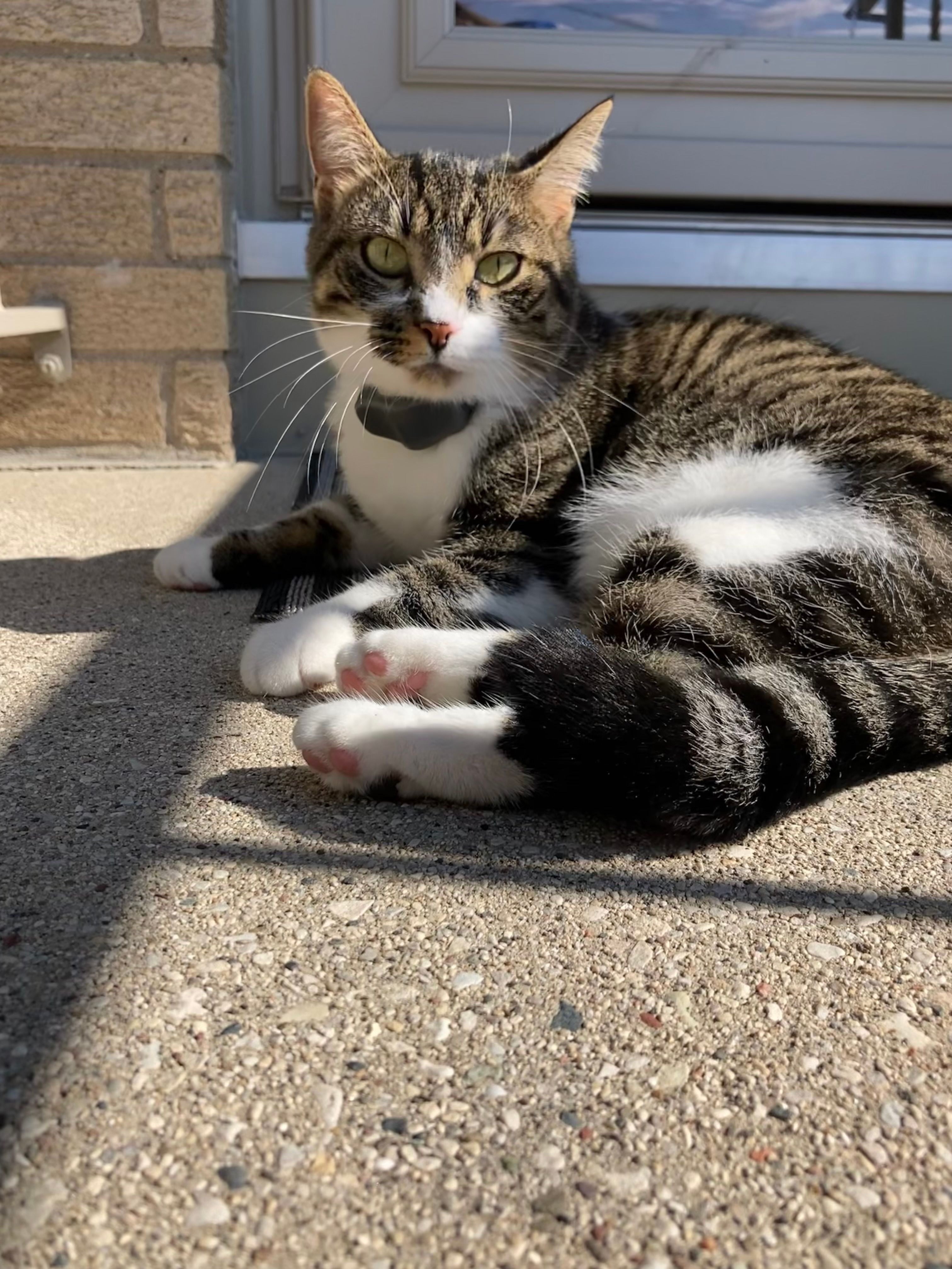 Tabby cat wearing invisible fence collar enjoying sunshine outside  