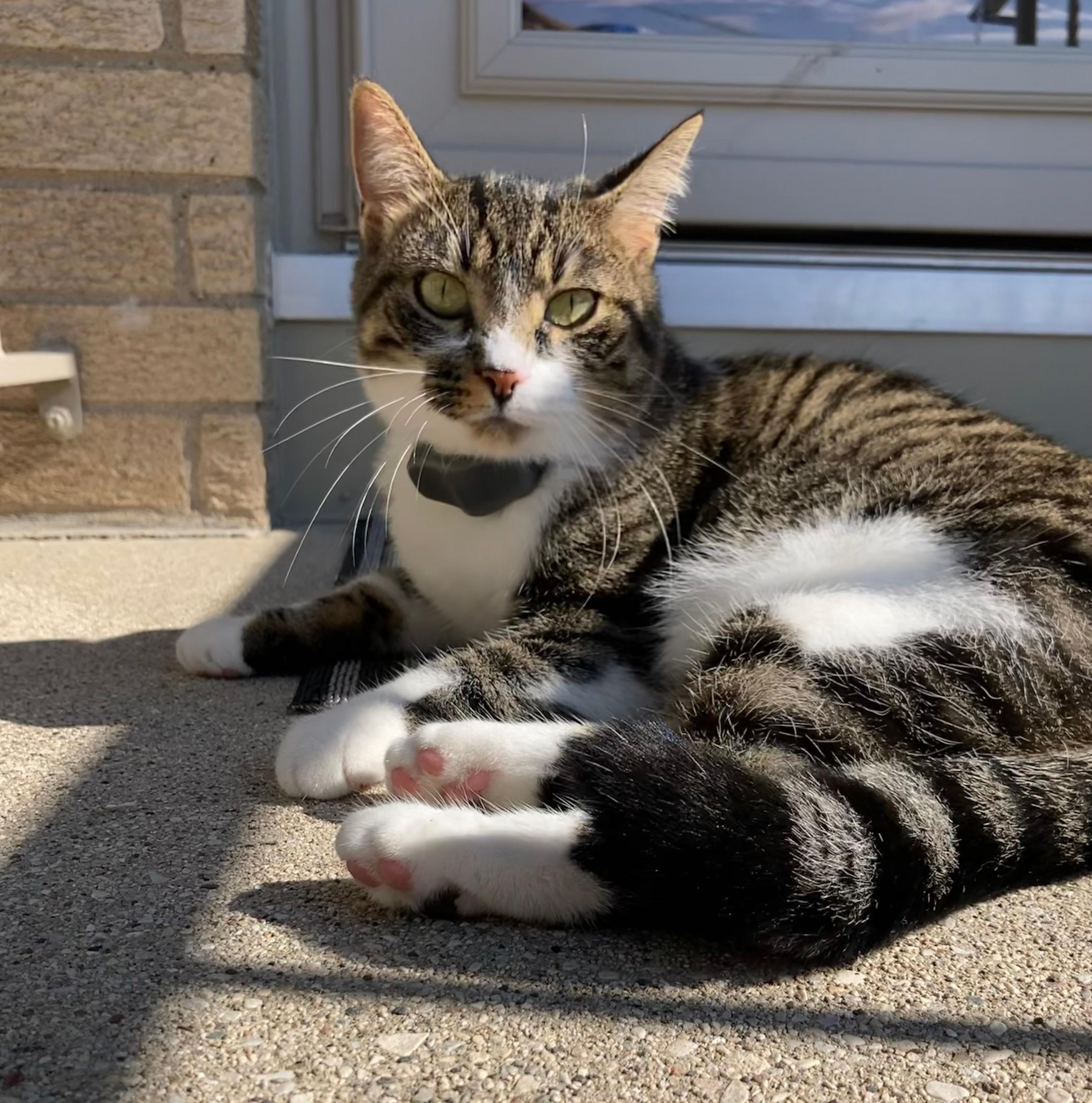 Tabby cat wearing invisible fence collar enjoying sunshine outside