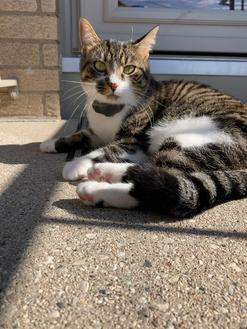 cat lounging wearing invisible fence collar