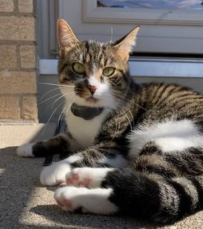 cat lays outside in the sun wearing invisible fence collar