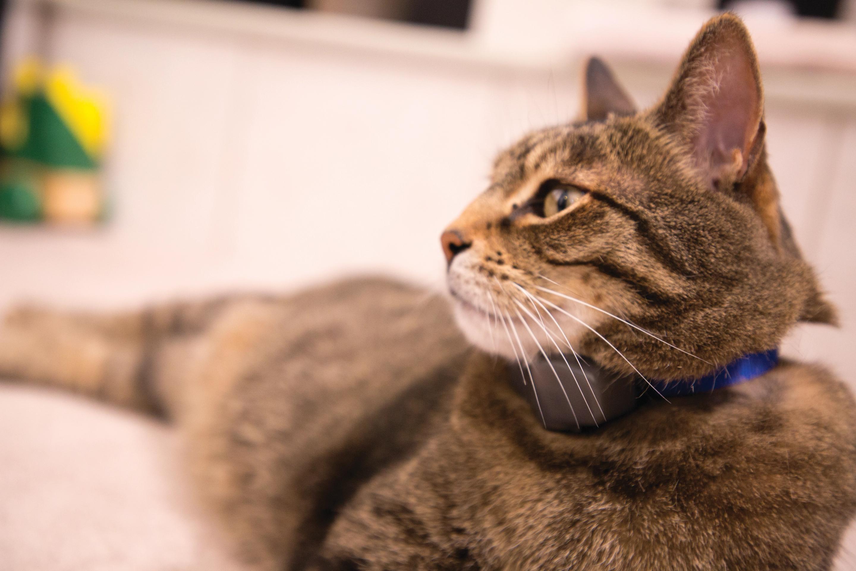 Brown Tabby cat wearing Invisible Fence® Brand cat fence outside