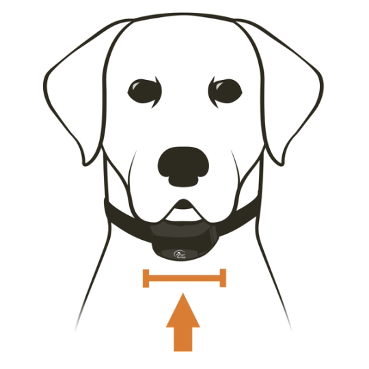 Center Collar Receiver on a Dog