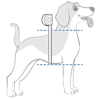 Measure The Height Of Your Dog